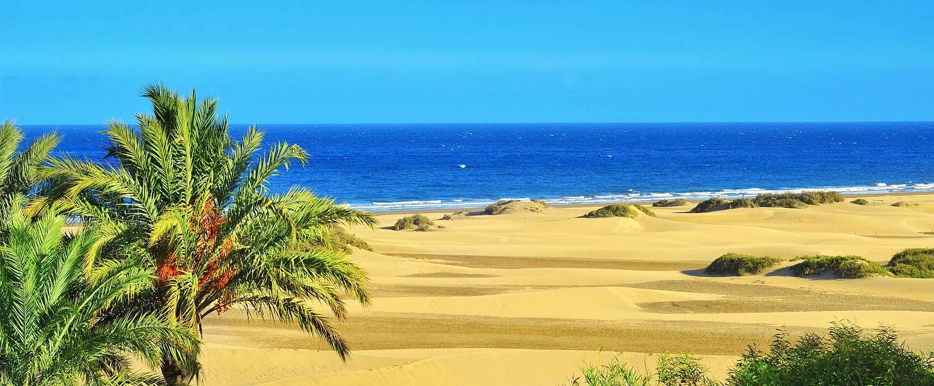 Golden sand dunes with green palm trees by the blue ocean under clear sky at a coastal location.