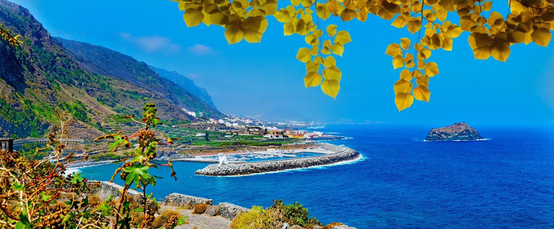 Coasta din Tenerife cu marină, teren muntos, ocean și frunze galbene în prim-plan pentru închiriere auto.