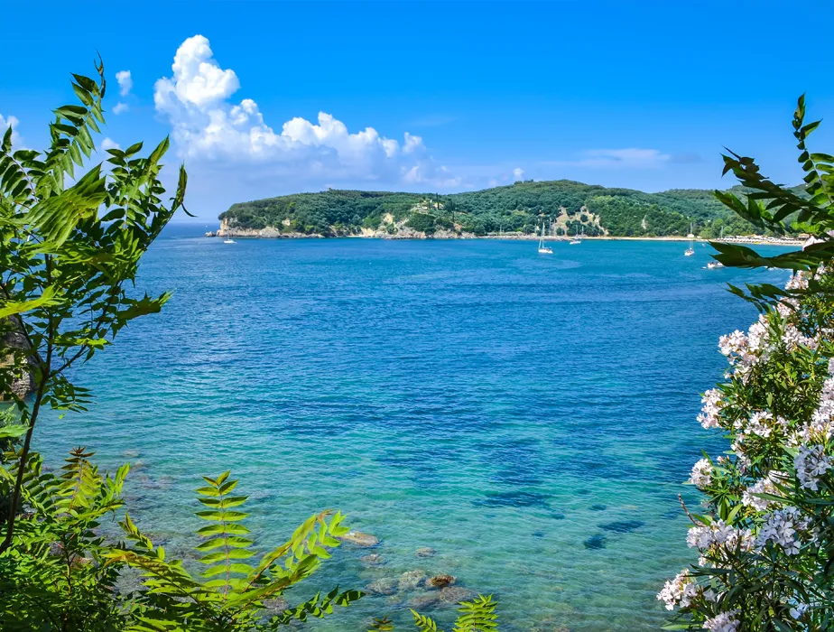 Coastal view of clear blue waters and a green island framed by leafy branches on a sunny day.